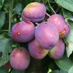 Plum 'Jubilee'