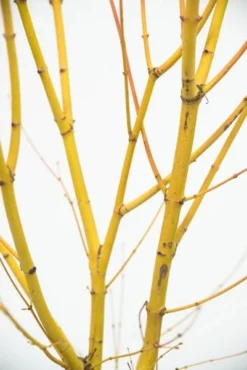 Stoneware Store -Stoneware Store pl2000020889 card2 lg