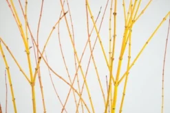 Acer Palmatum 'Bi Hō' -Stoneware Store pl2000020889 card3 lg