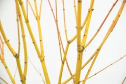 Acer Palmatum 'Bi Hō' -Stoneware Store pl2000020889 card5 lg