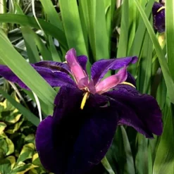 Iris 'Black Gamecock' -Stoneware Store pl2000020914 card3 lg