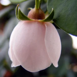 Ugni Molinae KaPow ('Yanpow') -Stoneware Store pl2000020996 card4 lg