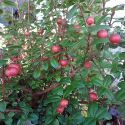 Ugni Molinae KaPow ('Yanpow') -Stoneware Store pl2000020996 card5 lg