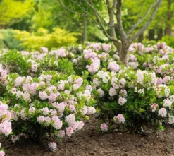 Rhododendron Bloombux ('Microhirs3') (PBR) -Stoneware Store pl2000021014 card4 lg