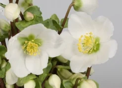 Helleborus 'Verboom Beauty' 5 Helleborus 'Verboom Beauty' -Stoneware Store pl2000021032 card3 lg