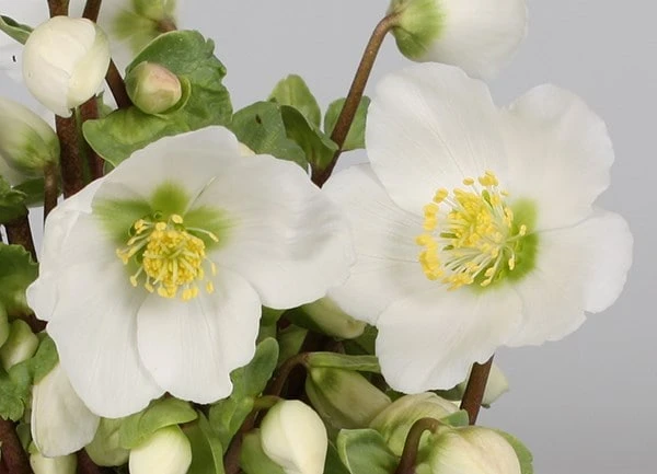 Helleborus 'Verboom Beauty' 3 Helleborus 'Verboom Beauty' - Image 3