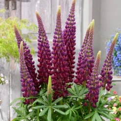 Lupinus 'Masterpiece' (PBR)