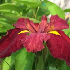 Iris 'Ann Chowning'