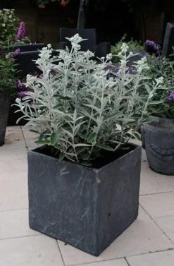 Buddleja 'Morning Mist' (PBR) -Stoneware Store pl2000022465 card3 lg