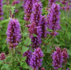 Agastache 'Blue Boa' (PBR) 7 Agastache 'Blue Boa' (PBR) -Stoneware Store pl2000022948 card3 lg