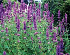 Agastache 'Blue Boa' (PBR) 8 Agastache 'Blue Boa' (PBR) -Stoneware Store pl2000022948 card4 lg
