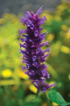Agastache 'Blue Boa' (PBR) 9 Agastache 'Blue Boa' (PBR) -Stoneware Store pl2000022948 card5 lg