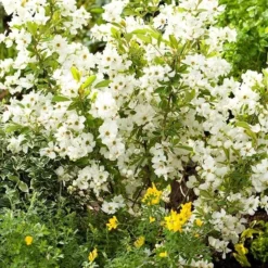 Exochorda × Macrantha 'Niagara' (PBR) -Stoneware Store pl2000023499 card4 lg