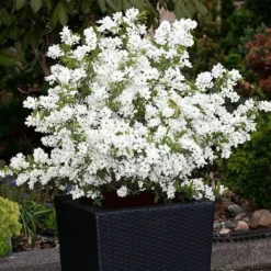 Exochorda × Macrantha 'Niagara' (PBR) -Stoneware Store pl2000023499 card5 lg