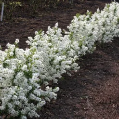 Exochorda × Macrantha 'Niagara' (PBR) -Stoneware Store pl2000023499 card6 lg