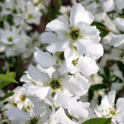 Exochorda × Macrantha 'Niagara' (PBR) -Stoneware Store pl2000023499 card7 lg