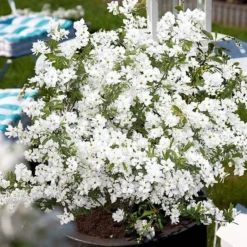Exochorda × Macrantha 'Niagara' (PBR) -Stoneware Store pl2000023499 card8 lg