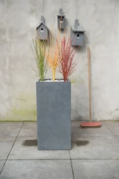 Acer Palmatum Going Green ('Sonkootgre') (PBR) 5 Acer Palmatum Going Green ('Sonkootgre') (PBR) -Stoneware Store pl2000023636 card3 lg