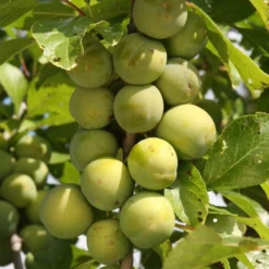 Greengage 'Reine-claude Vraie'