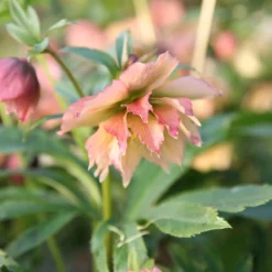 Helleborus × Hybridus Harvington Double Apricot