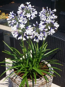 Agapanthus Twister ('Ambic001') (PBR) 13 Agapanthus Twister ('Ambic001') (PBR) -Stoneware Store pl2000024684 card4 lg