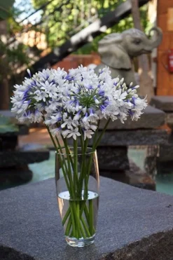 Agapanthus Twister ('Ambic001') (PBR) 17 Agapanthus Twister ('Ambic001') (PBR) -Stoneware Store pl2000024684 card8 lg