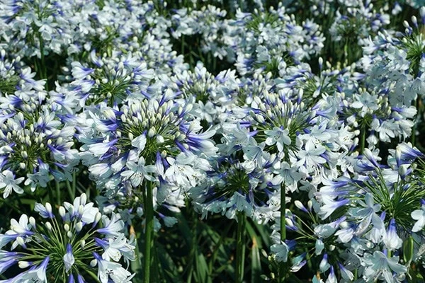 Agapanthus Twister ('Ambic001') (PBR) 9 Agapanthus Twister ('Ambic001') (PBR) - Image 9