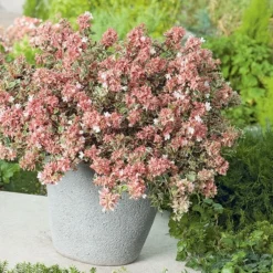 Abelia × Grandiflora Magic Daydream ('Opstal103') (PBR) 5 Abelia × Grandiflora Magic Daydream ('Opstal103') (PBR) -Stoneware Store pl2000024907 card3 lg