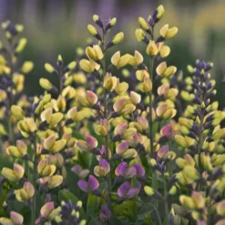 Baptisia 'Pink Lemonade'