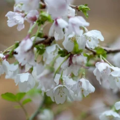 Prunus Incisa 'Kojo-no-mai'