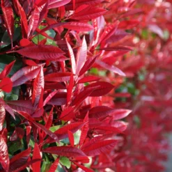 Photinia × Fraseri 'Red Robin'