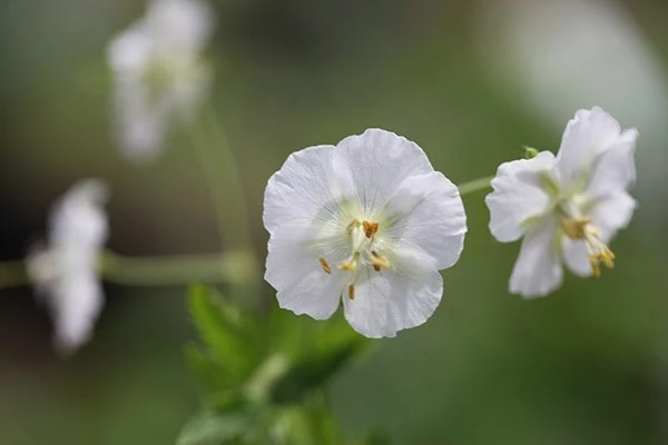 Geranium Phaeum 'Album' 2 Geranium Phaeum 'Album' - Image 2