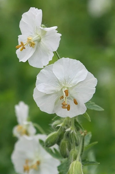 Geranium Phaeum 'Album' 3 Geranium Phaeum 'Album' - Image 3