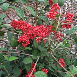 Stoneware Store -Stoneware Store pl2000027309 card2 lg