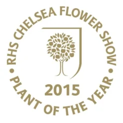 Viburnum Plicatum F. Tomentosum Kilimanjaro Sunrise ('Jww5') (PBR) -Stoneware Store pl2000027309 card3 lg