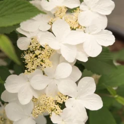 Viburnum Plicatum F. Tomentosum Kilimanjaro Sunrise ('Jww5') (PBR) -Stoneware Store pl2000027309 card4 lg