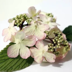 Viburnum Plicatum F. Tomentosum Kilimanjaro Sunrise ('Jww5') (PBR) -Stoneware Store pl2000027309 card5 lg
