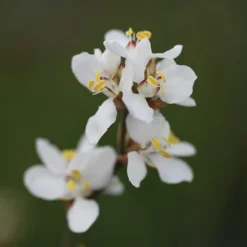 Libertia Chilensis -Stoneware Store pl2000028243 card4 lg