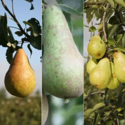 Pear 'Conference' / 'Concorde' / 'Williams' Bon Chrétien'
