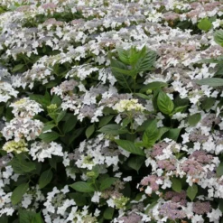 Hydrangea Macrophylla 'Lanarth White'