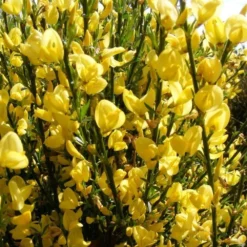 Cytisus × Praecox 'Allgold' -Stoneware Store pl2000037170 card3 lg