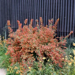 Cytisus 'Lena'
