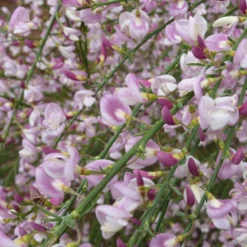 Cytisus 'Moyclare Pink'