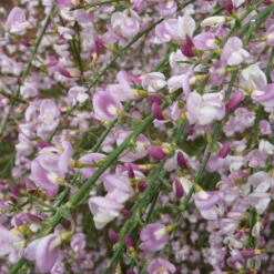 Cytisus 'Moyclare Pink' -Stoneware Store pl2000037175 card3 lg