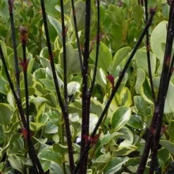 Cornus Alba 'Kesselringii'