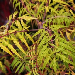Rhus Typhina Tiger Eyes ('Bailtiger')