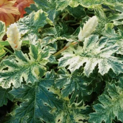 Acanthus 'Whitewater'