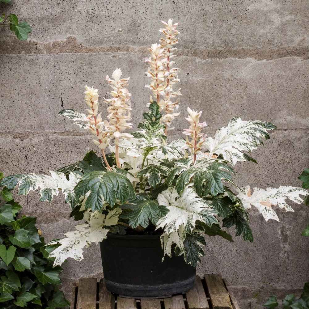 Acanthus 'Whitewater' 2 Acanthus 'Whitewater' - Image 2
