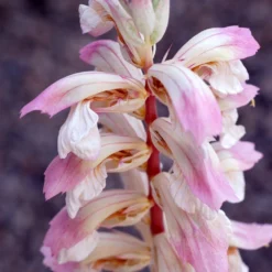 Acanthus 'Whitewater' 5 Acanthus 'Whitewater' -Stoneware Store pl2000037600 card3 lg