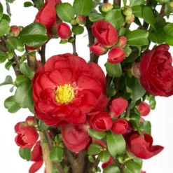 Chaenomeles Speciosa 'Scarlet Storm' (PBR)